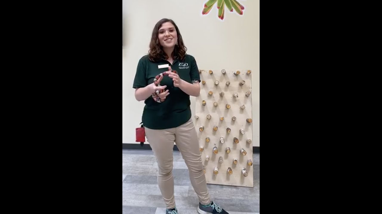 Zoo to You: Animal enrichment in action
