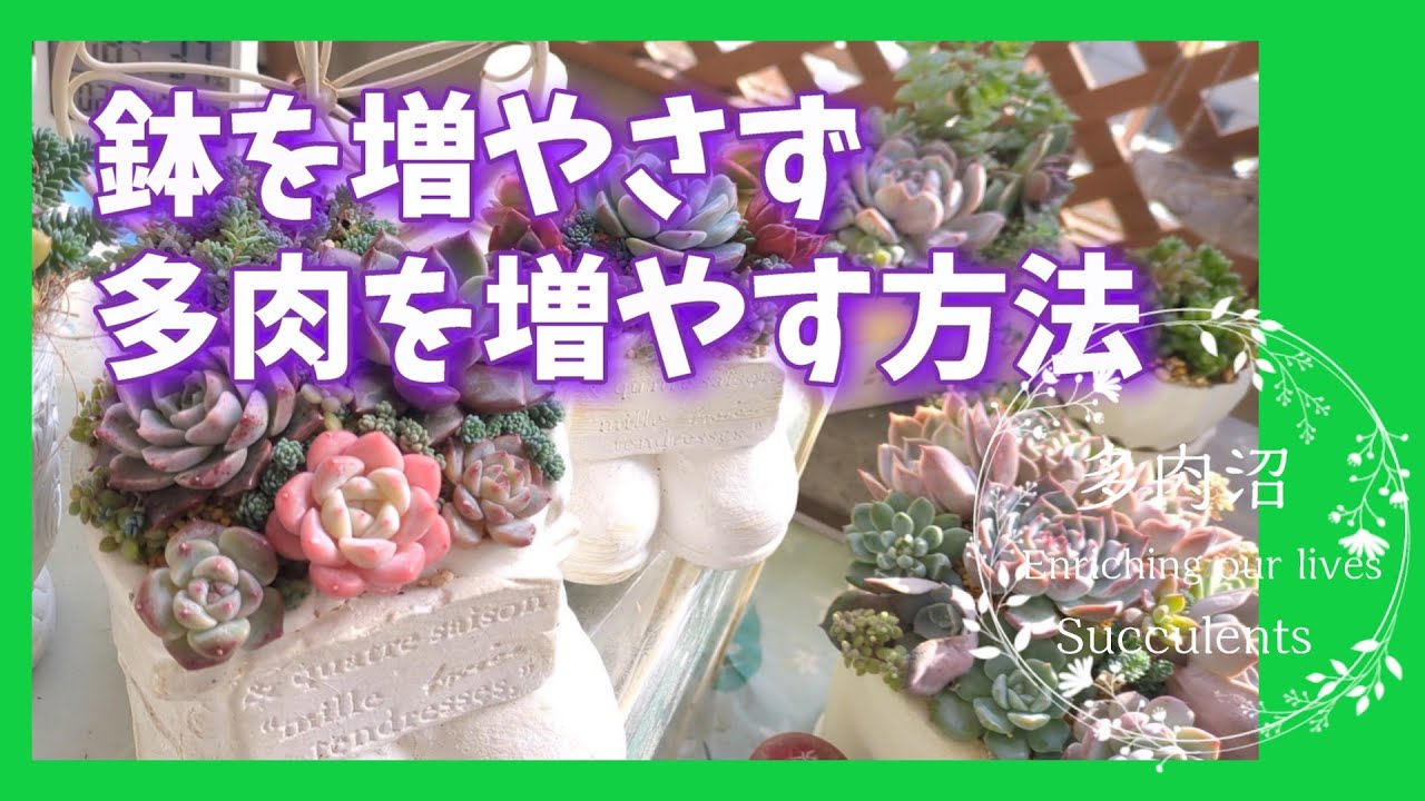 【多肉植物】#59 デンタルフロスでチョンパした！