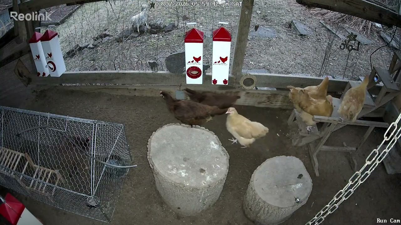 New Marquette Pullets putting themselves to bed