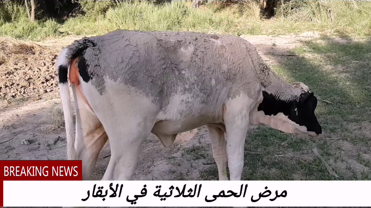 #مرض الحمى الثلاثية في الأبقار