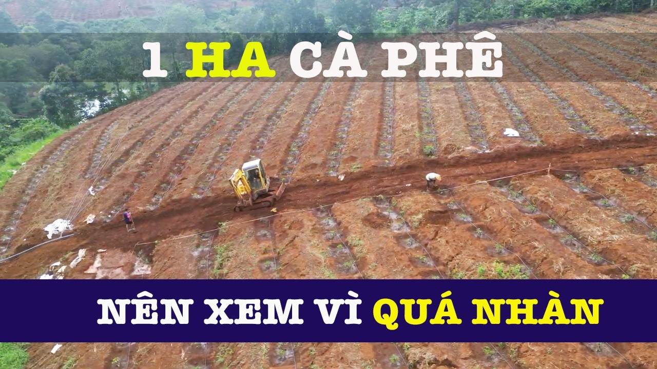 Cách tưới 1Ha cà phê tiết kiệm nhân công | Vnplant