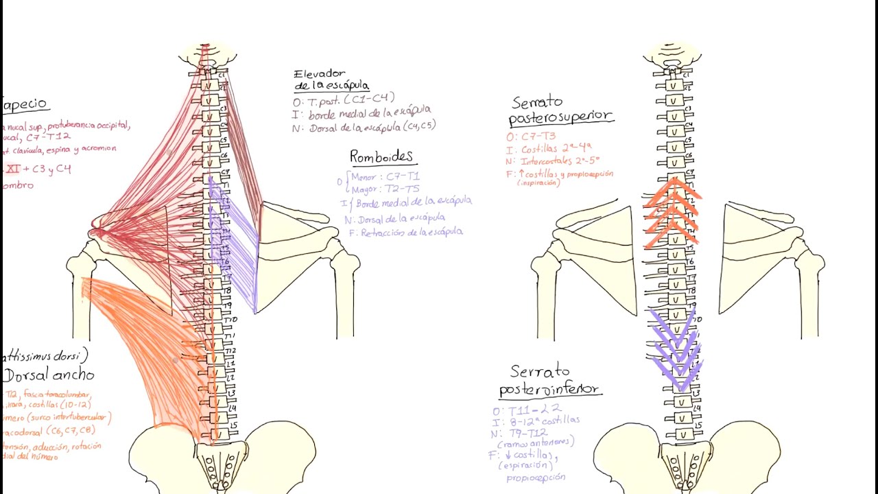 Anatomía: Músculos del dorso parte 1. Clasificación y músculos extrínsecos