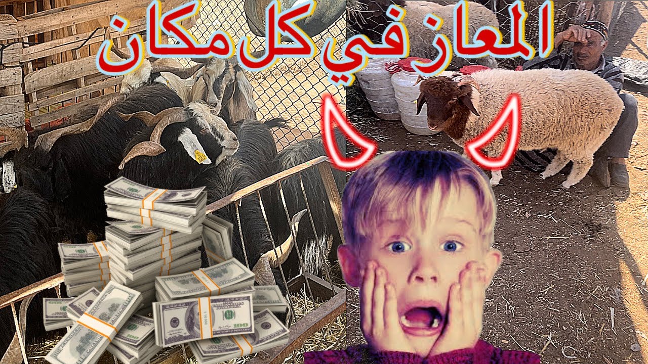 جولة في رحبة تيزنيت لبيع المواشي ، الأثمنة ديال الخيال العلمي، المعزي عليه الطلب و موجود