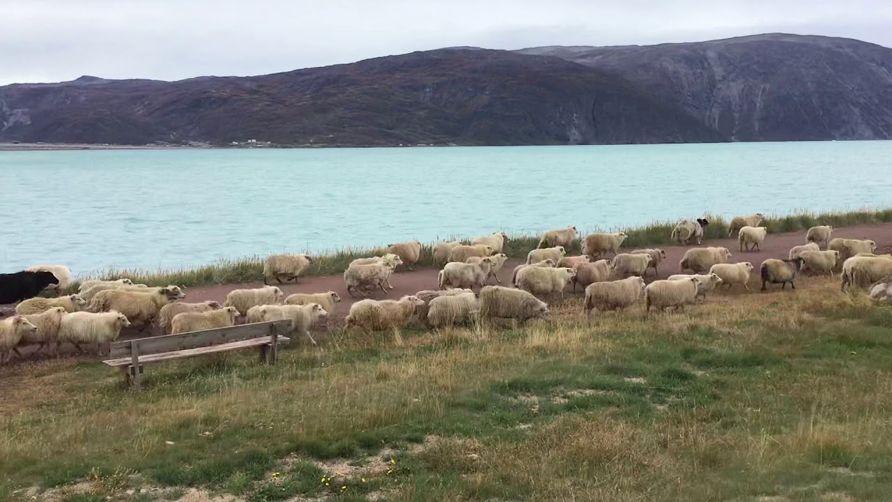 Gronel&acirc;ndia, hora de ponta em Qassiarsuk