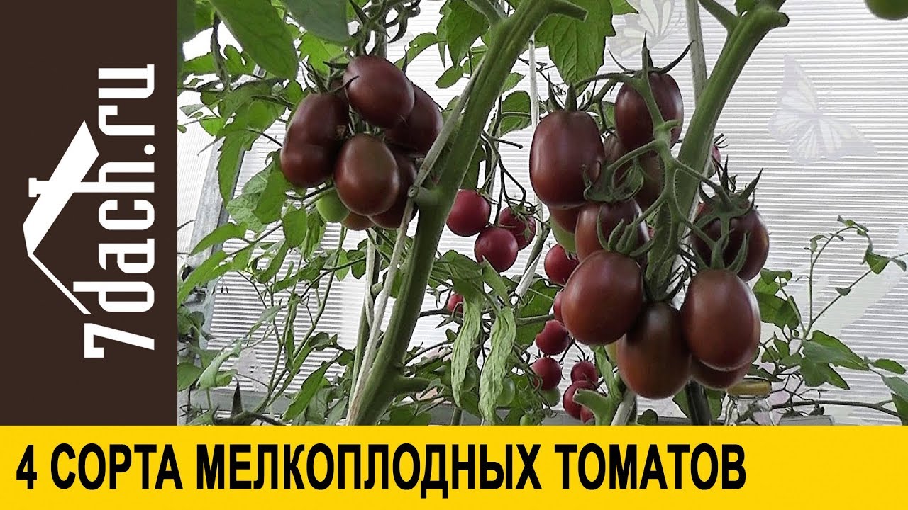 Сорта помидоров: 4 сорта мелкоплодных томатов - 7 дач