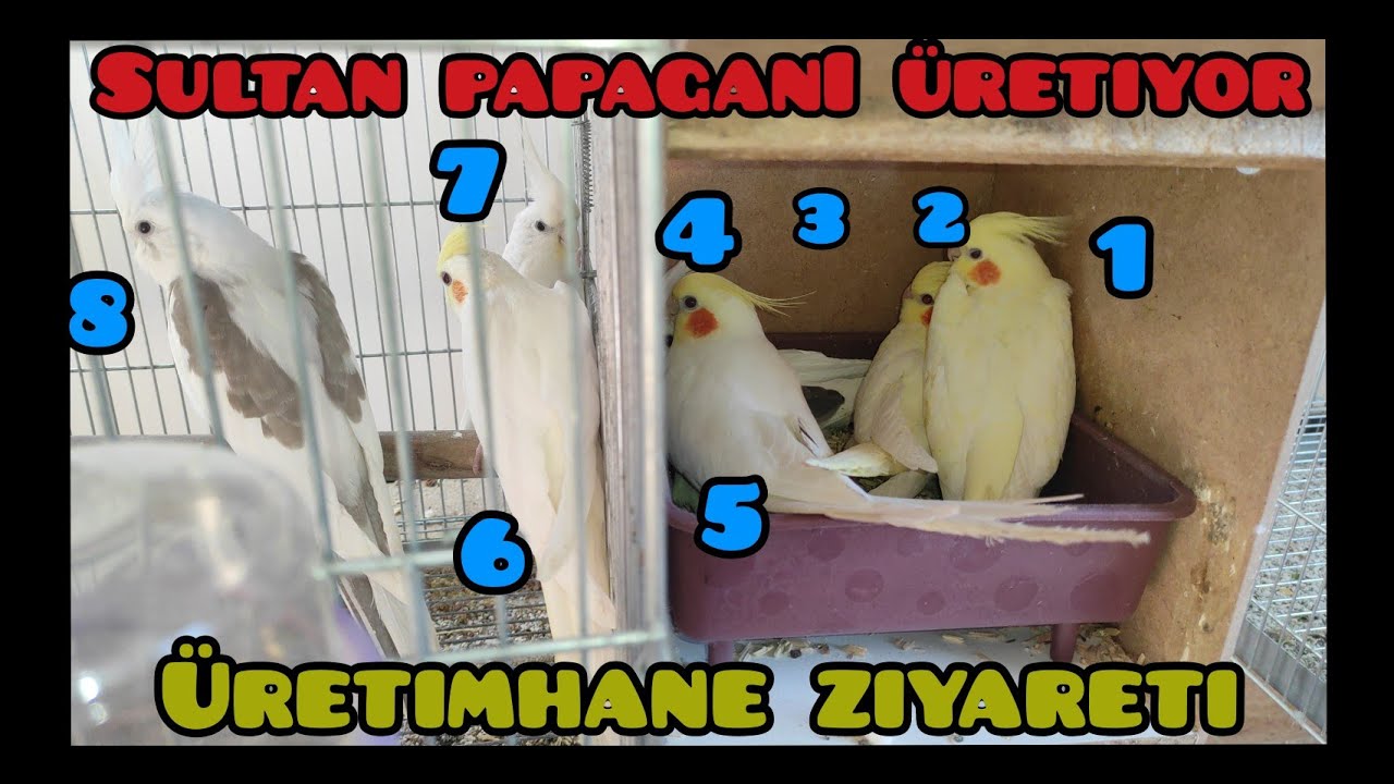 SULTAN PAPAĞANI ÜRETİYOR 😨 "Emre Özer"  🥰 ÜRETİMHANE ZİYARETİ  HER YER YAVRU 😨😨 MAŞALLAH ❤️