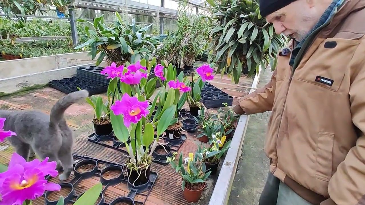 per la mostra OrchiDay finito di imballare le botaniche, domani gli ibridi e venerdì partiamo presto