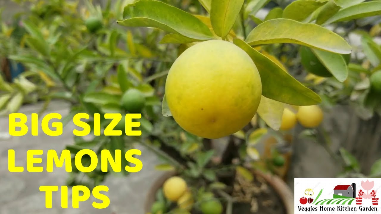 How to get Big Size Lemons after Ripening Stage tips at Asim Rooftop Garden @AsimGarden