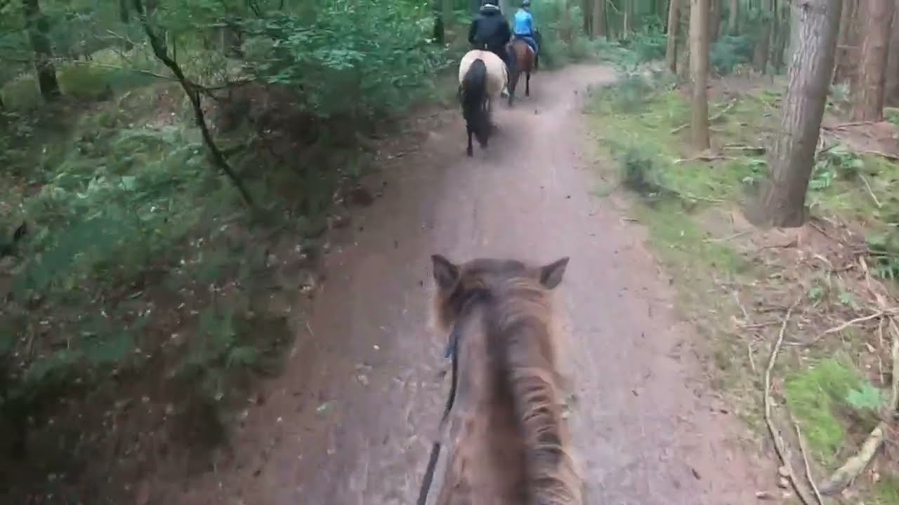 Rchetfjordenpaard huren 31-08-2025
