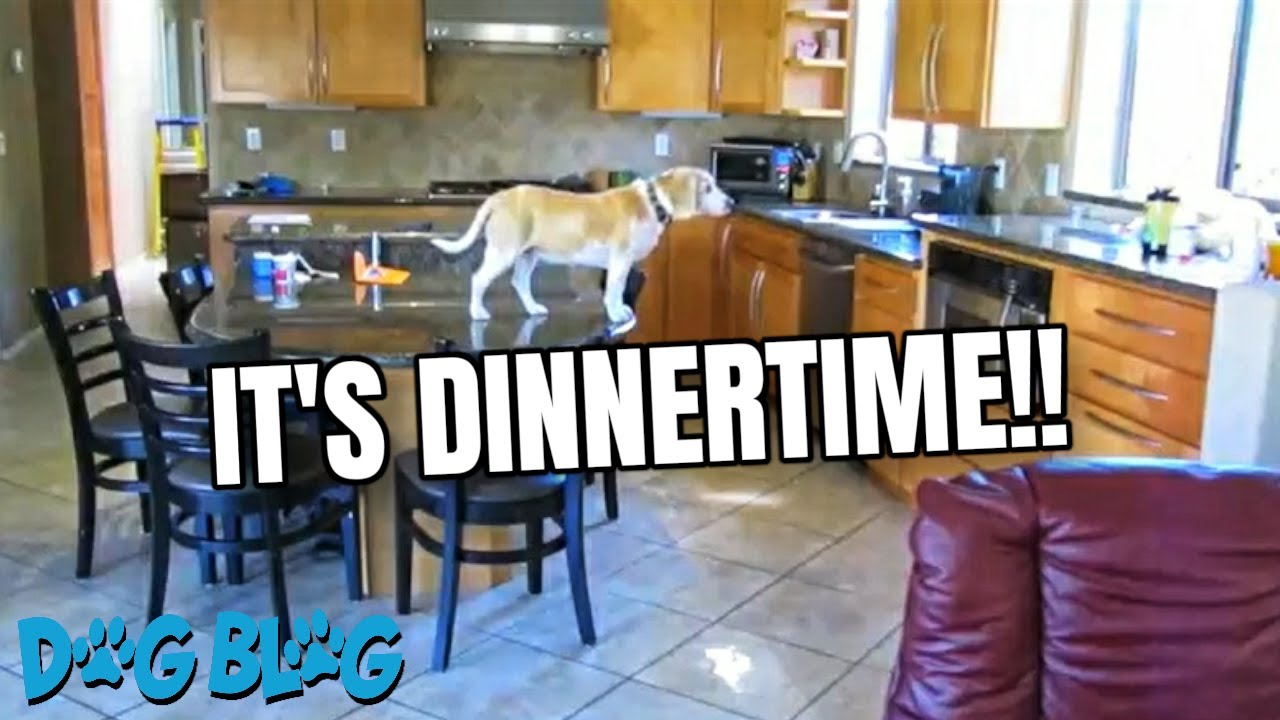 Clever Beagle Dog Steals a Chicken Dinner with Intricate Plan