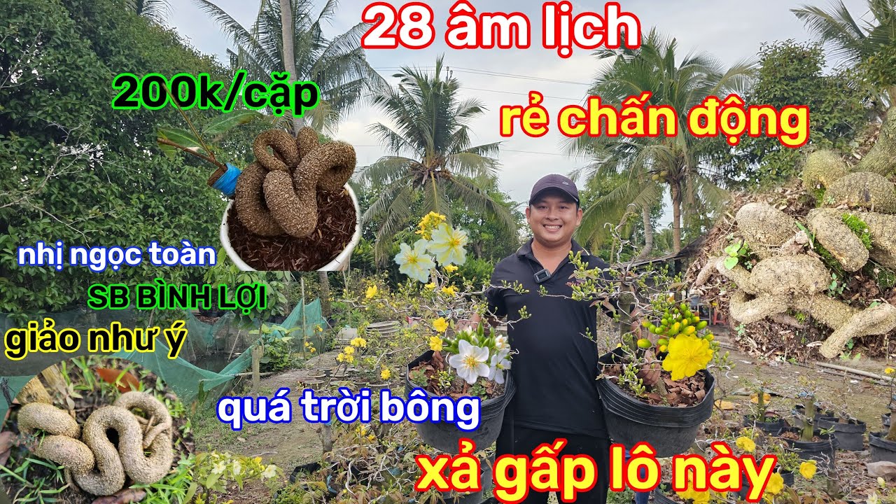 🌲15/2☎️vườn mai 2 lúa☎️xả gấp lô mai ghép🌲ghép hơn 1 mùa🌲giá siêu siêu mềm🌲cần nền gấp 