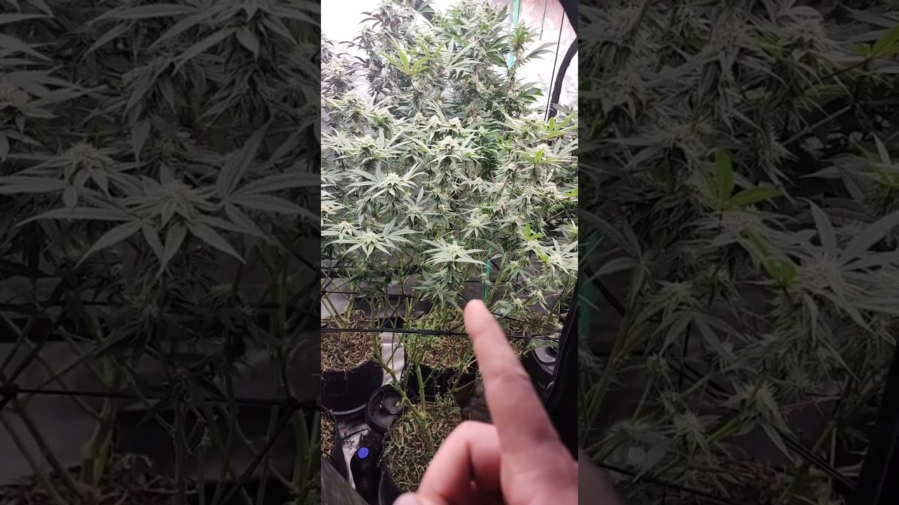 week 4 of flower.
