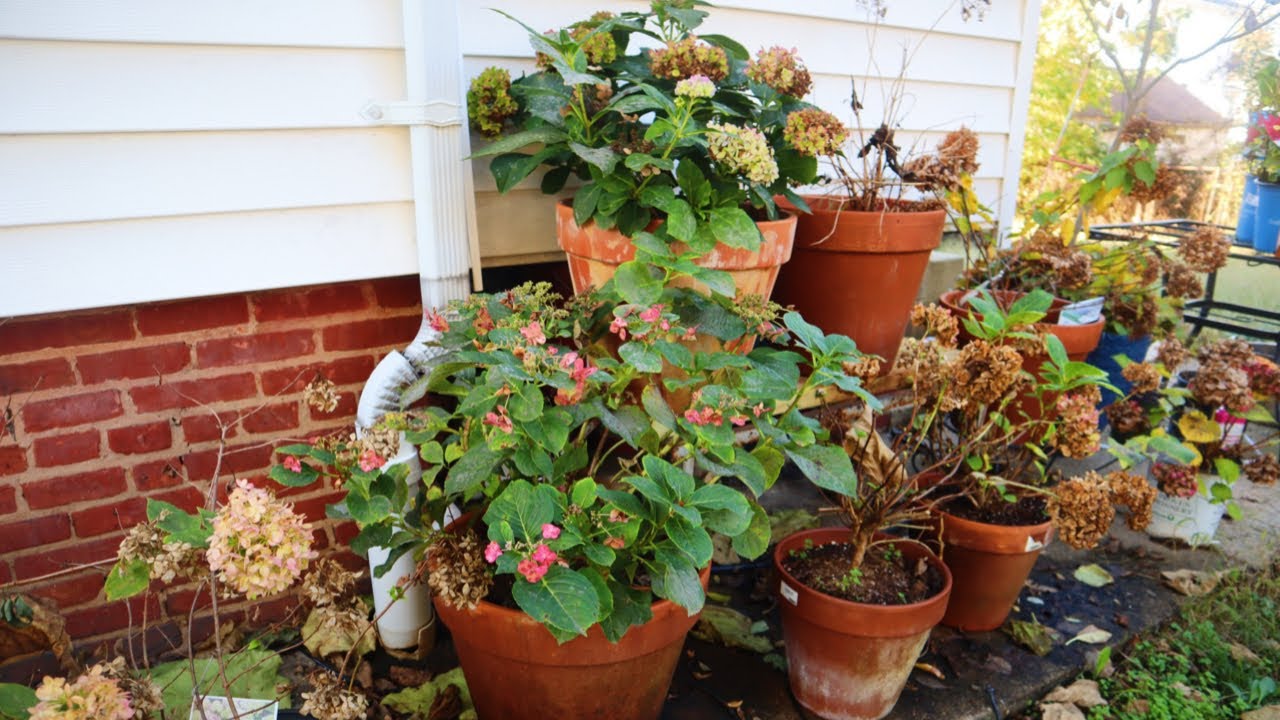 HOW TO OVERWINTER HYDRANGEAS IN CONTAINERS | GARDENADDICTZ