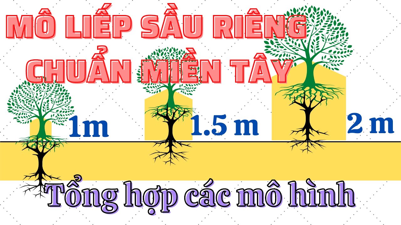 Mô liếp sầu riêng miền Tây | Mô liếp chuẩn ĐBSCL | Tổng hợp các mô hình phổ biến