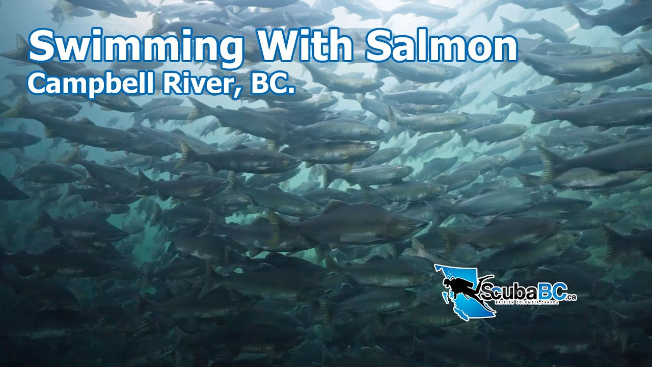 Swimming With Salmon In Campbell River 2023 #salmon  #vancouverisland