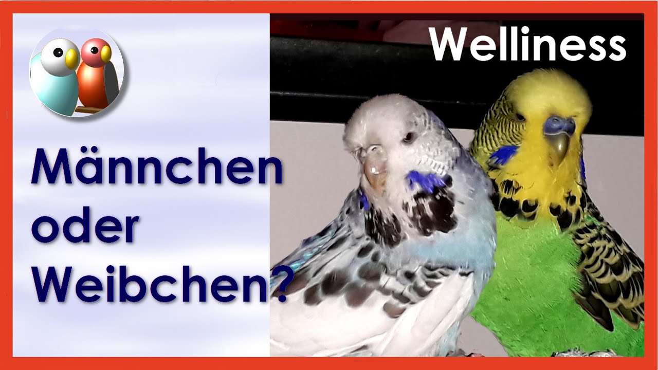 Wie unterscheidet man Männchen und Weibchen beim Wellensittich? Frage aus Kommentar 3/46