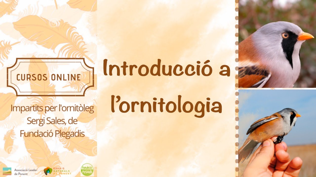 Introducció a l'ornitologia amb Sergi Sales