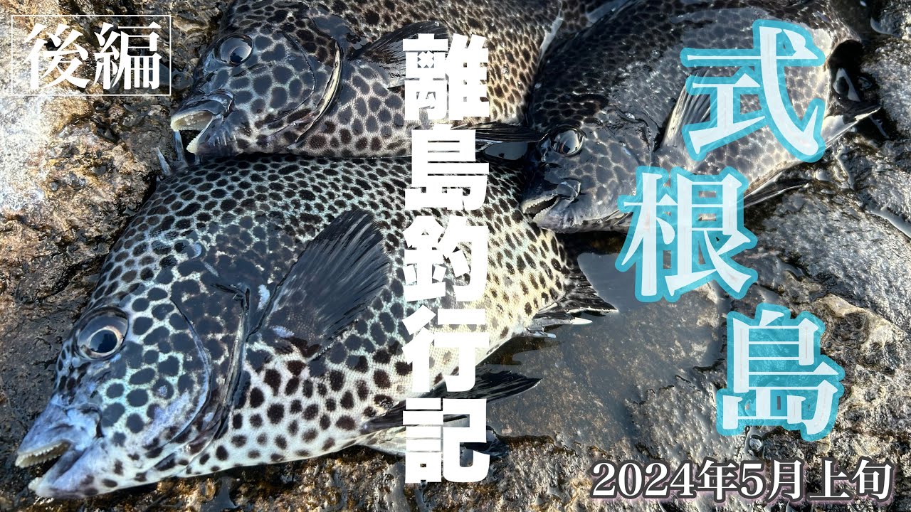 ［亀の甲と野伏港］式根島の磯釣りとブッ込み！マグロは本当にいた（おまけ映像）