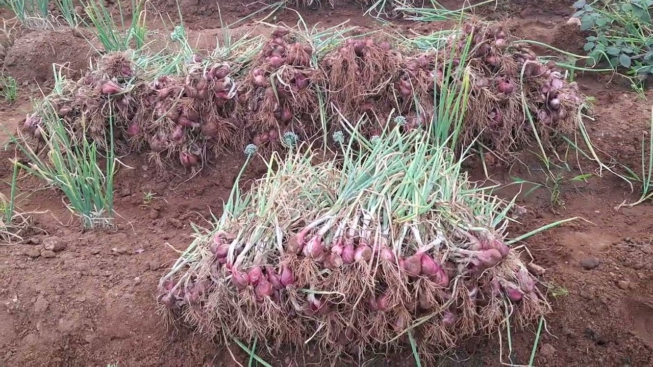 Onion  Harvest