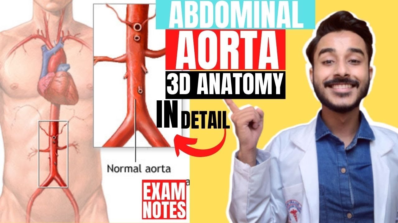 abdominal aorta anatomy 3d | abdominal aorta course anatomy | abdominal aorta branches anatomy