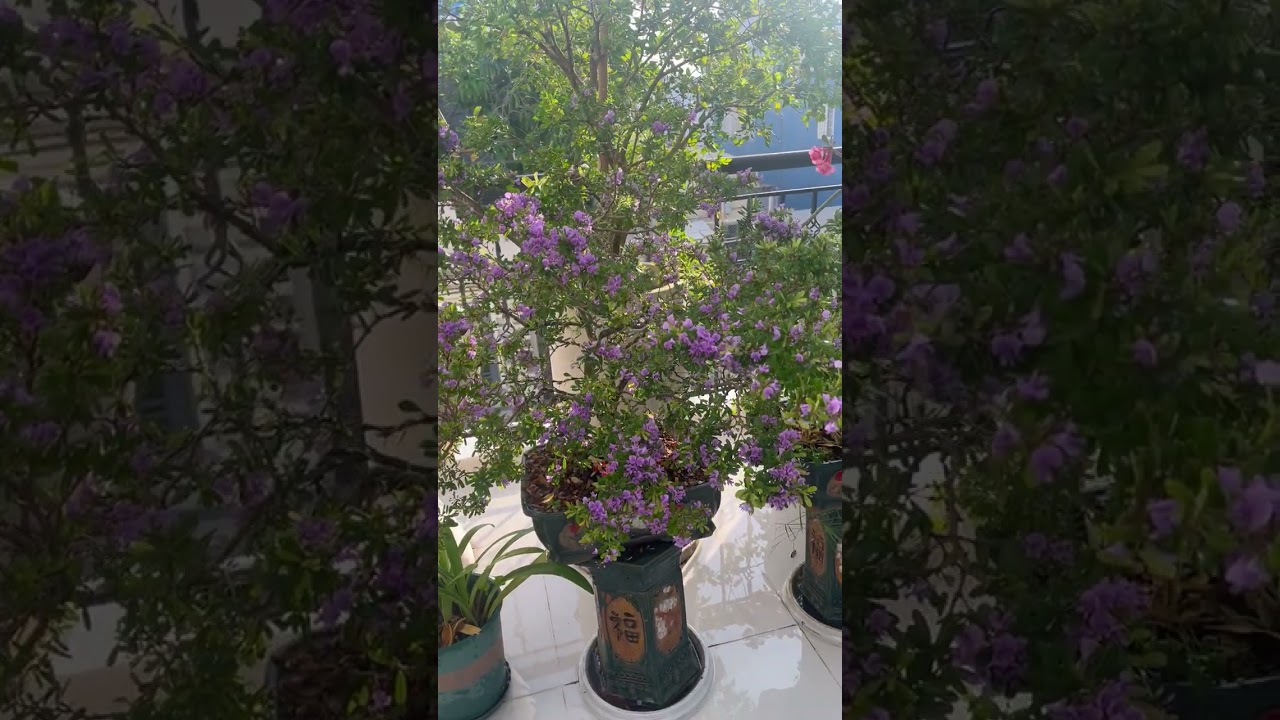 Hoa Linh Sam 