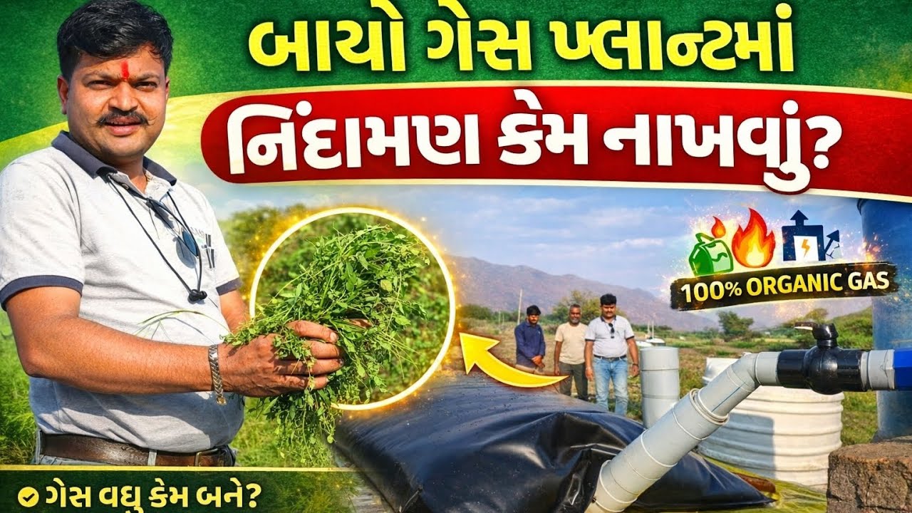 બાયો ગેસ પ્લાન્ટ માં નિંદામણ કેમ નાખવું ગેસ વધુ કેમ બને ક્યું નિંદામણ યોગ્ય છે ખેડૂત માટે મોટો ફાયદો