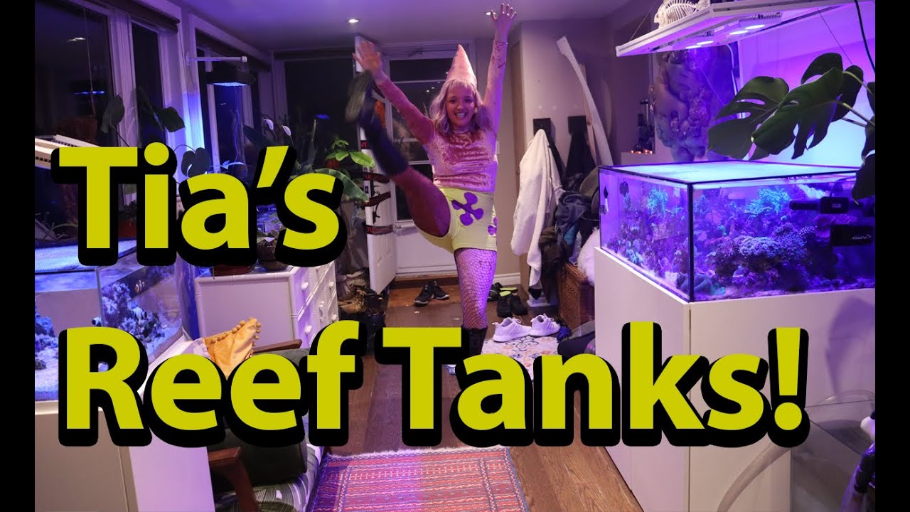 Reefer Girl Has 3 Salt Water Reef Aquariums! Halloween Episode
