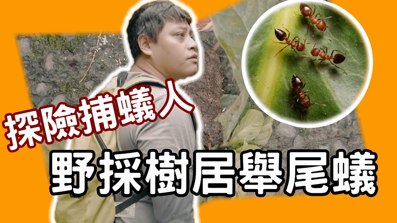螞蟻森林 探險捕蟻人野採樹居舉尾蟻(請開啟cc字幕)