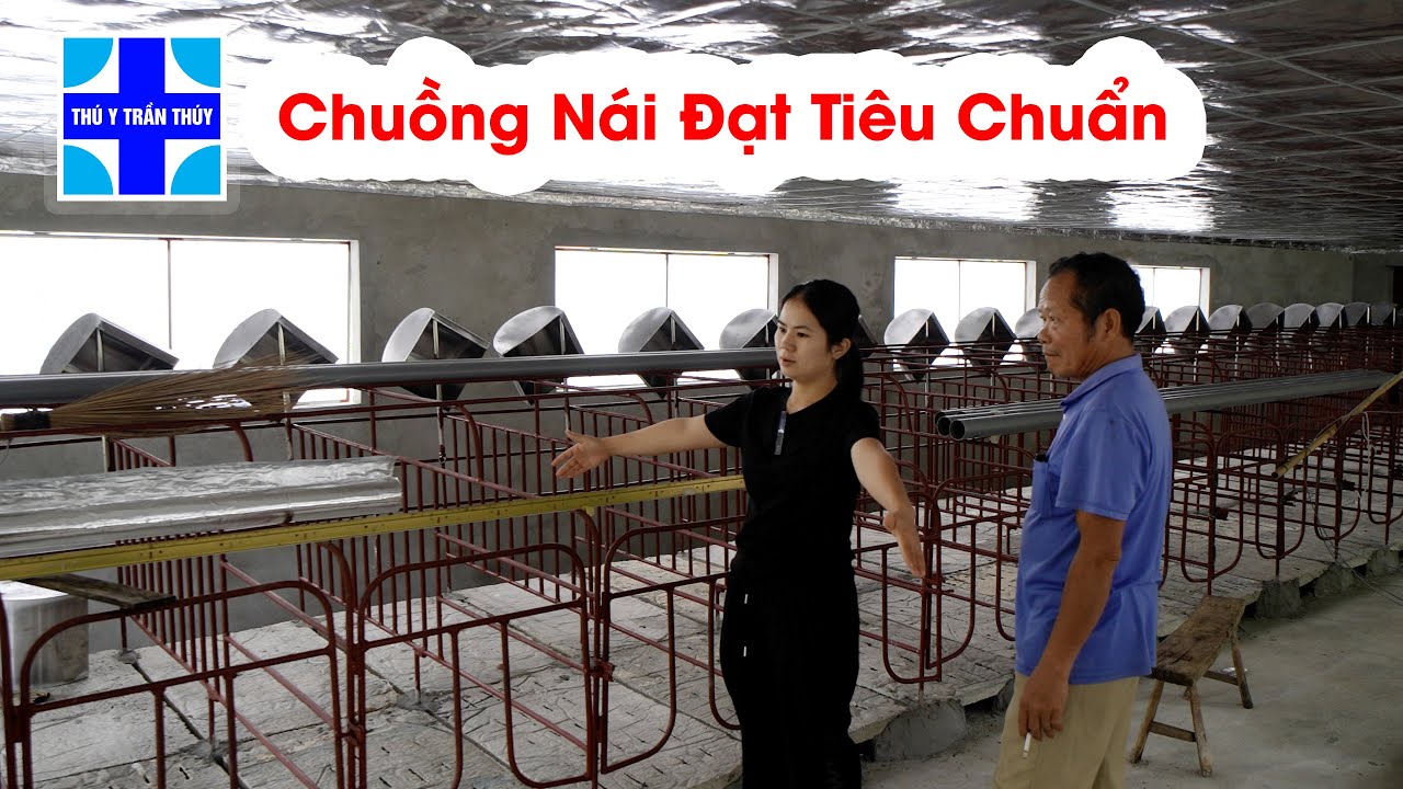 Tư vấn chuồng nuôi lợn nái đúng kỹ thuật