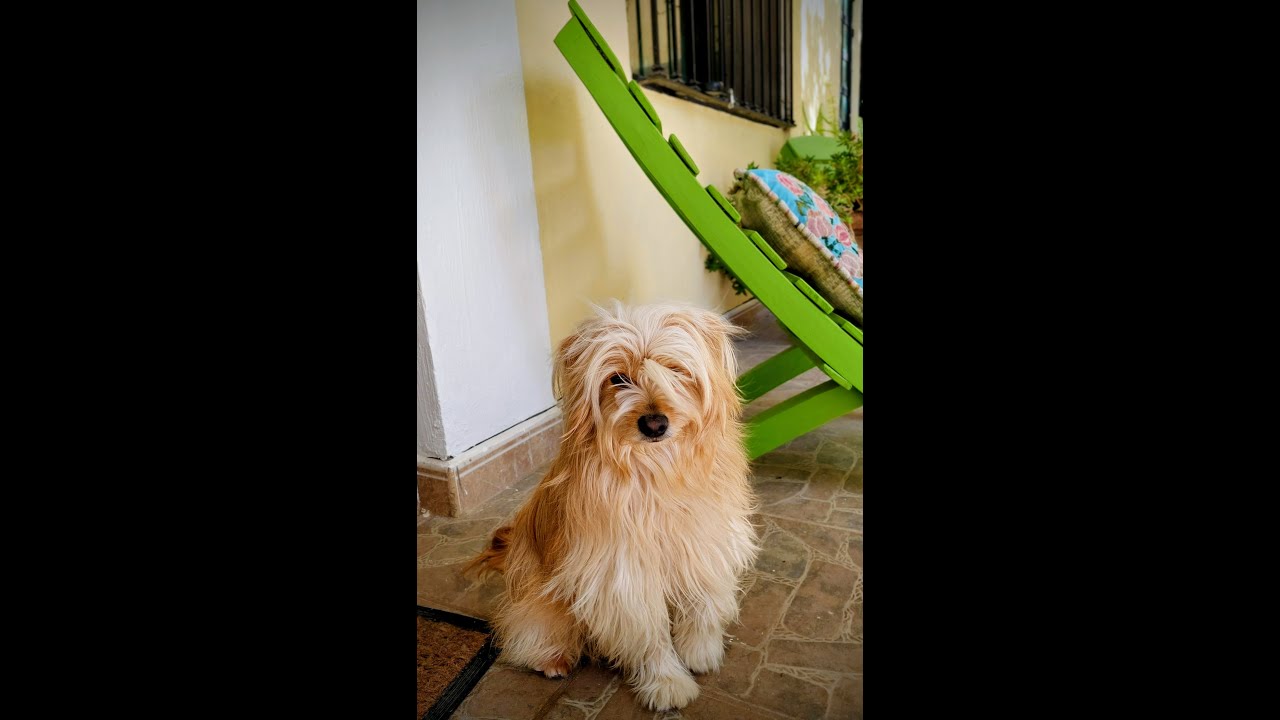 Dog food savings on a budget #healthydogfood #puppylove #frugalliving #homemadedogfood