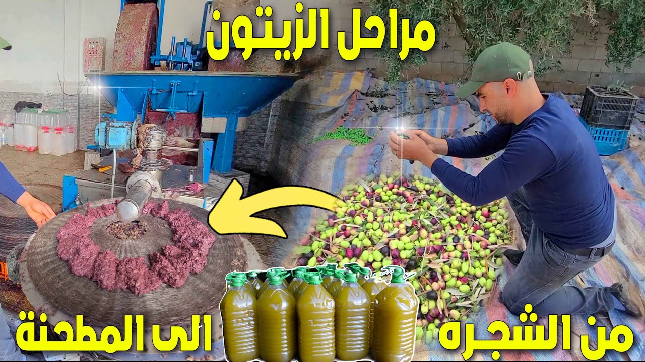 الذهب الأخضر أثمنة و مراحل صناعة زيت الزيتون البكر من قطفه إلى عصره بالشويحية إقليم بركان BERKANE