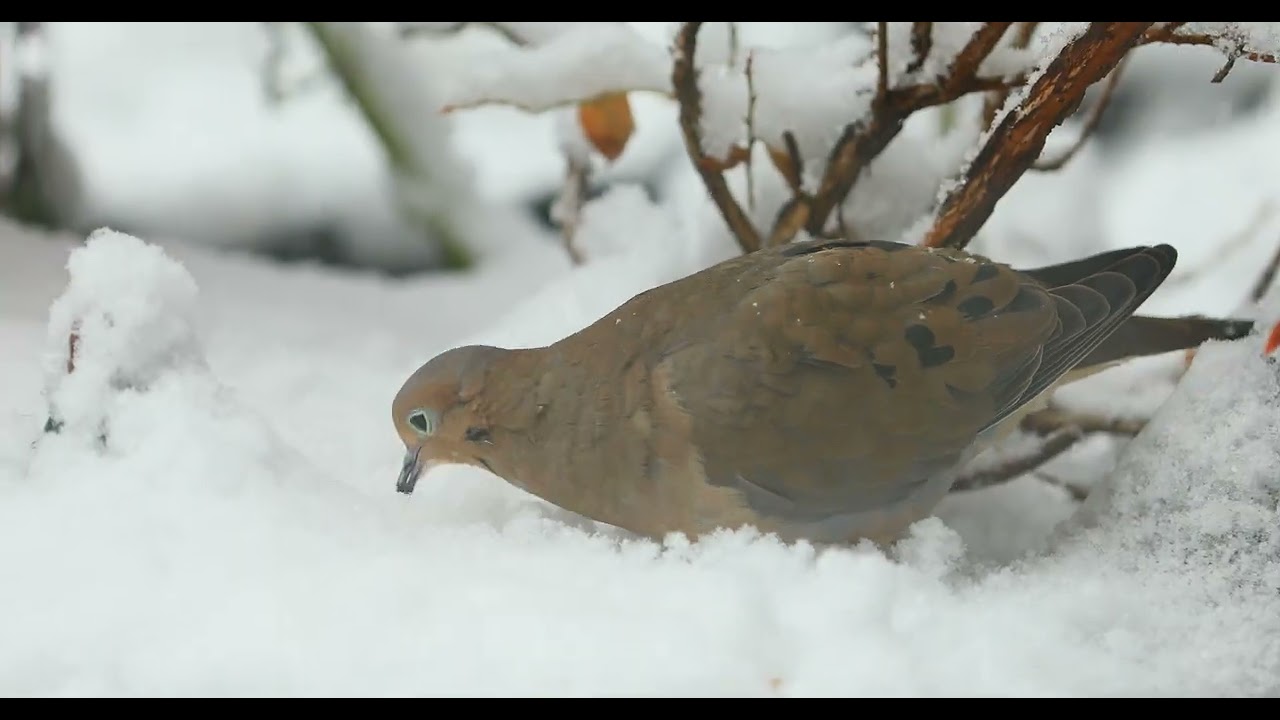 mourning dove gobbling up sunflower seeds in the snow