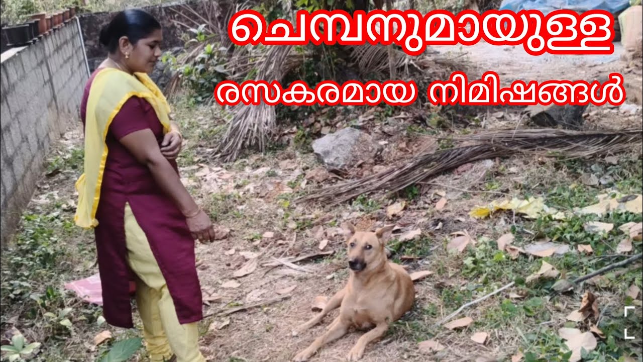@RAJEENDRANATHചെമ്പനും ഞാനും കുട്ബവും സംഭവബഹുലമായ നിമിഷങ്ങൾ♥️🐱🐕