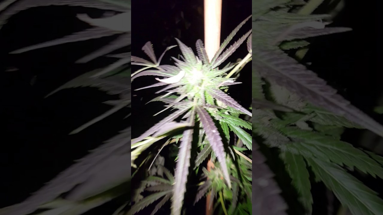My last outdoor plant 2016