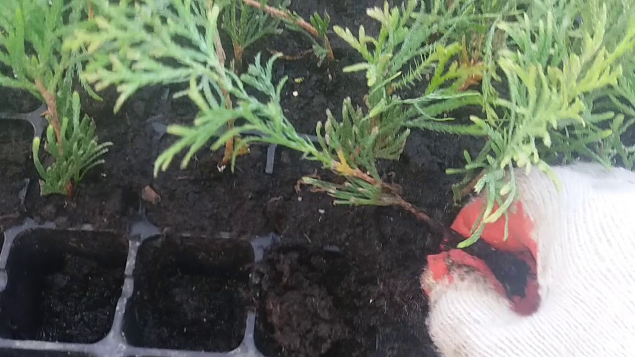 Tuje Szmaragd - Szybki i wygodny sposób sadzenia