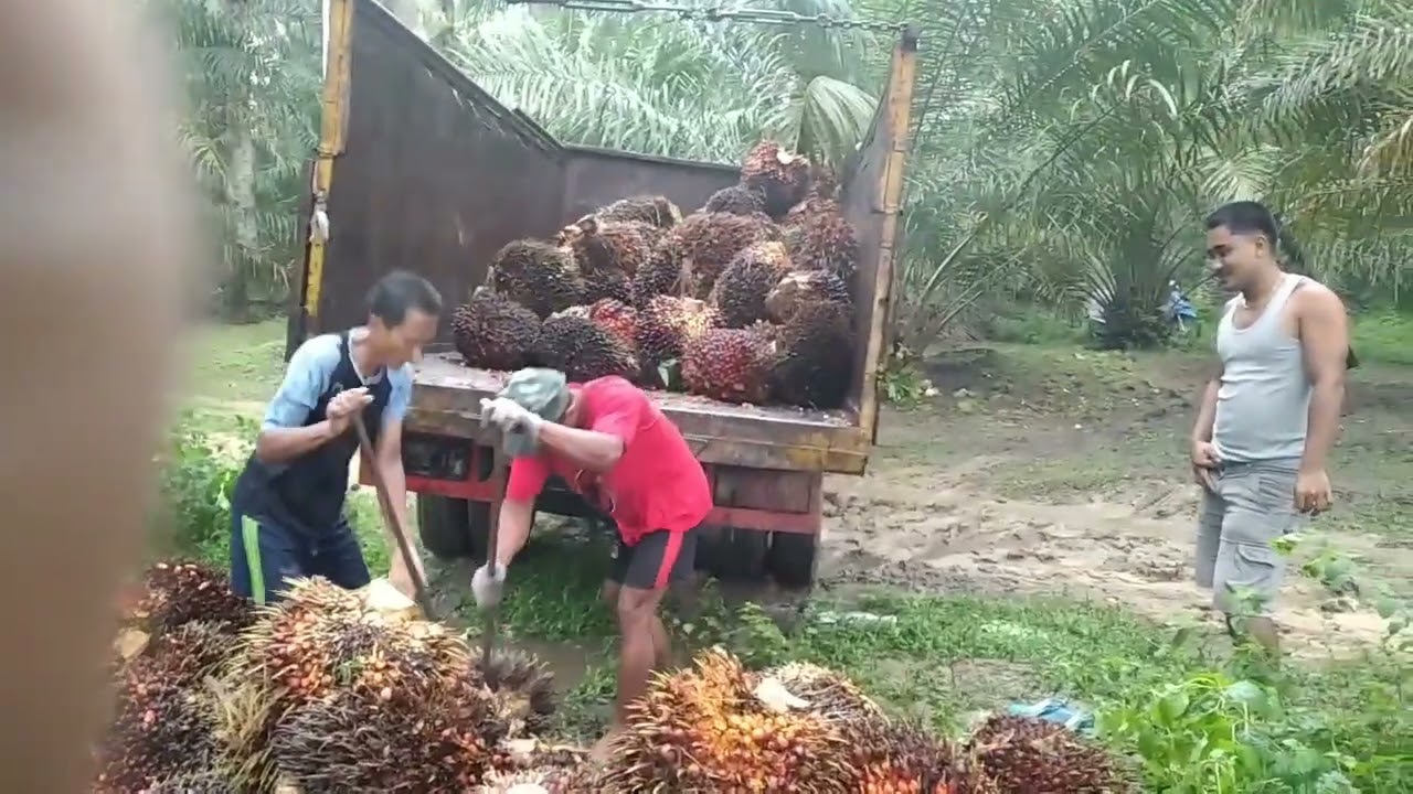 ujan