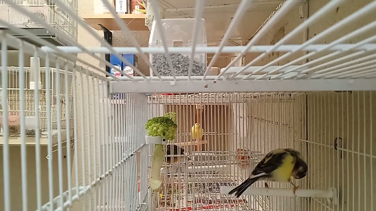 Preparación.