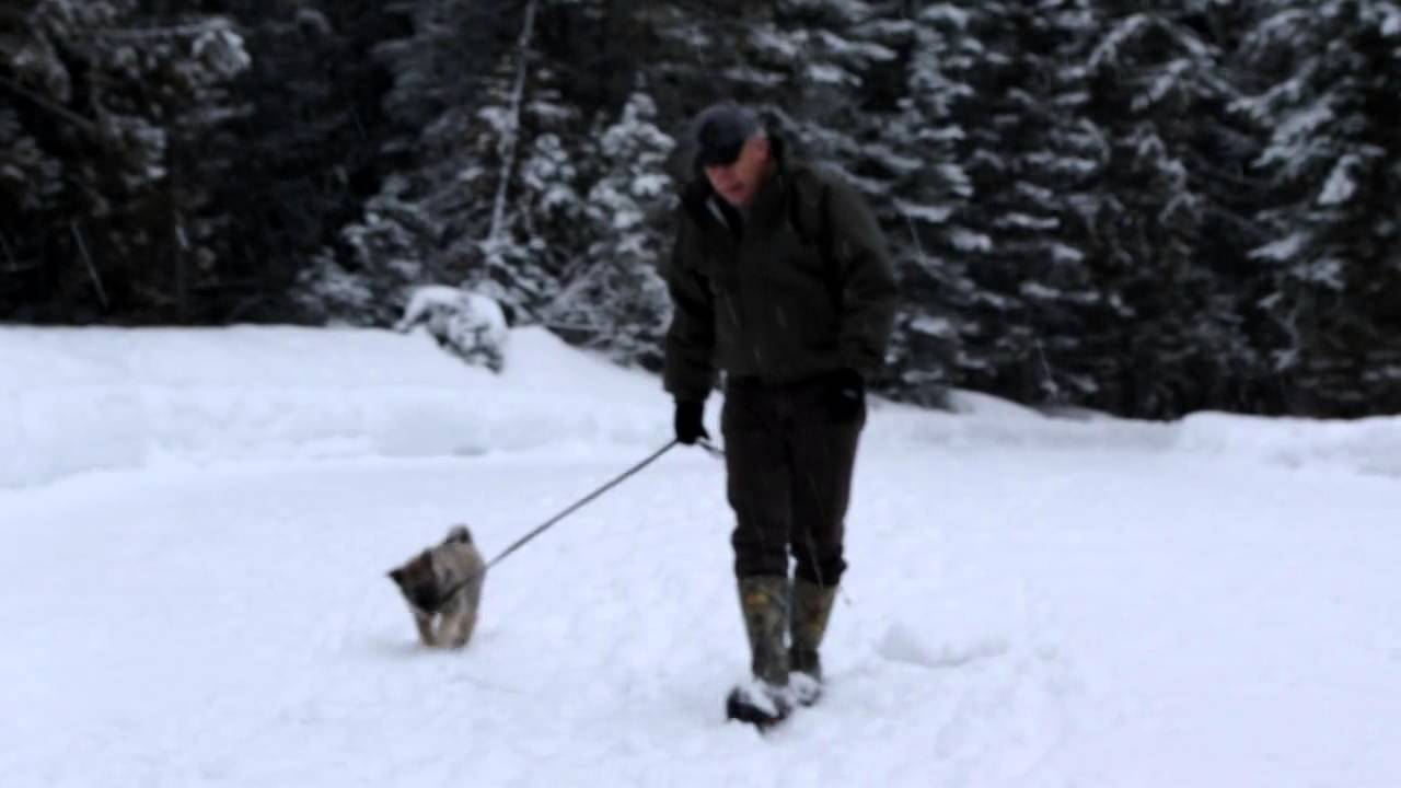 Norwegian Elkhound Pup Havoc Learning Basic Leash Training