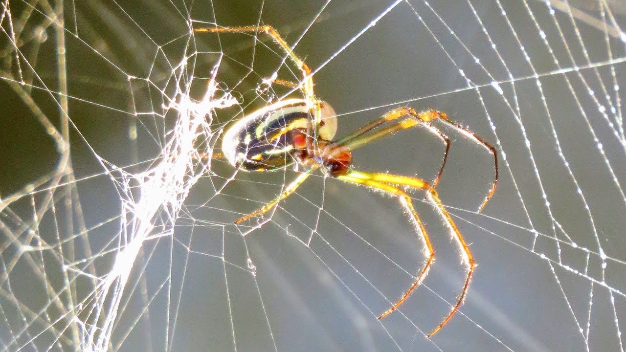 Orchard Orb Weaver Spider