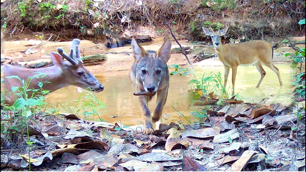 Trail Camera Setup and Pickup: Wildlife Down in the Holler