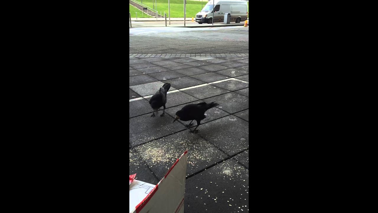 Crows Eating Oatmeal; 'Alibi' by The Mountain Goats