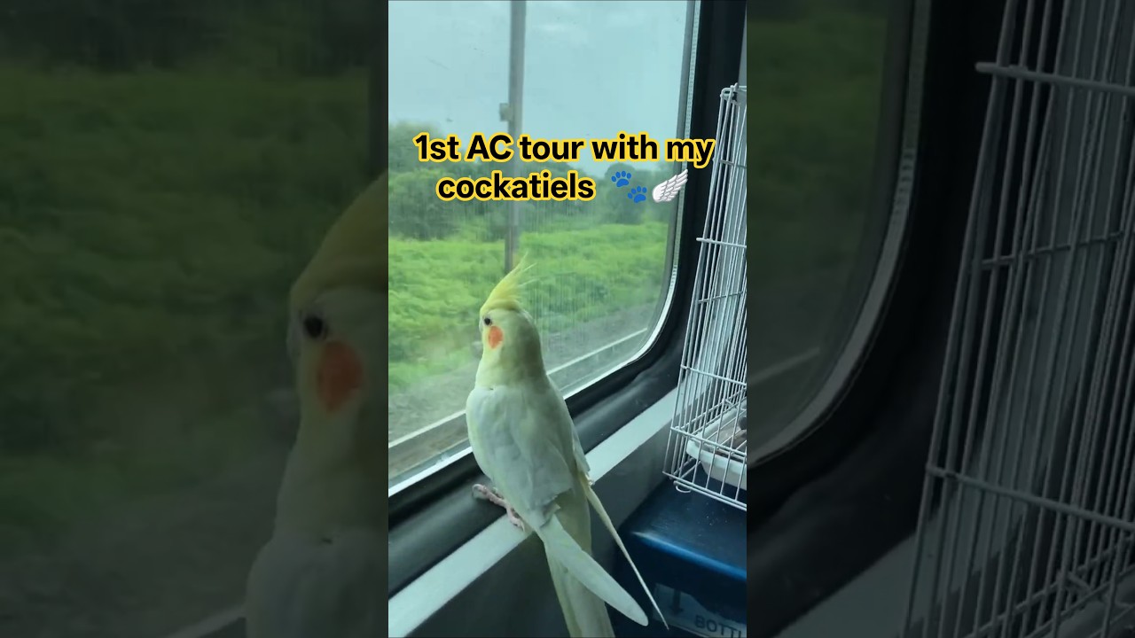 Kolkata to Pune First AC Train Journey with Cockatiels #birds #pets #travel #cockatiel #music