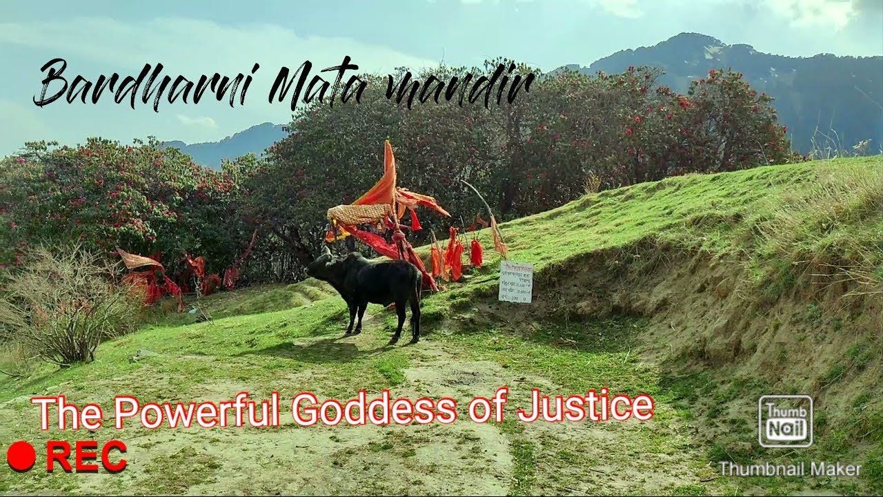 BARDHARNI MATA MANDIR- Powerful godess of justice -Himachal pradesh TEMPLES IN THE CLOUD EP-VII