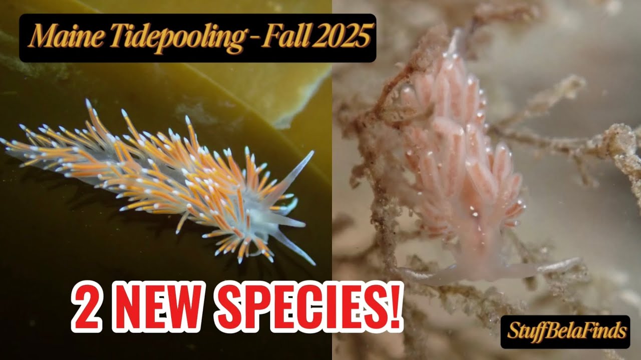2 New Sea Slug Species Found Tidepooling - Maine Tidepooling, Fall 2025 