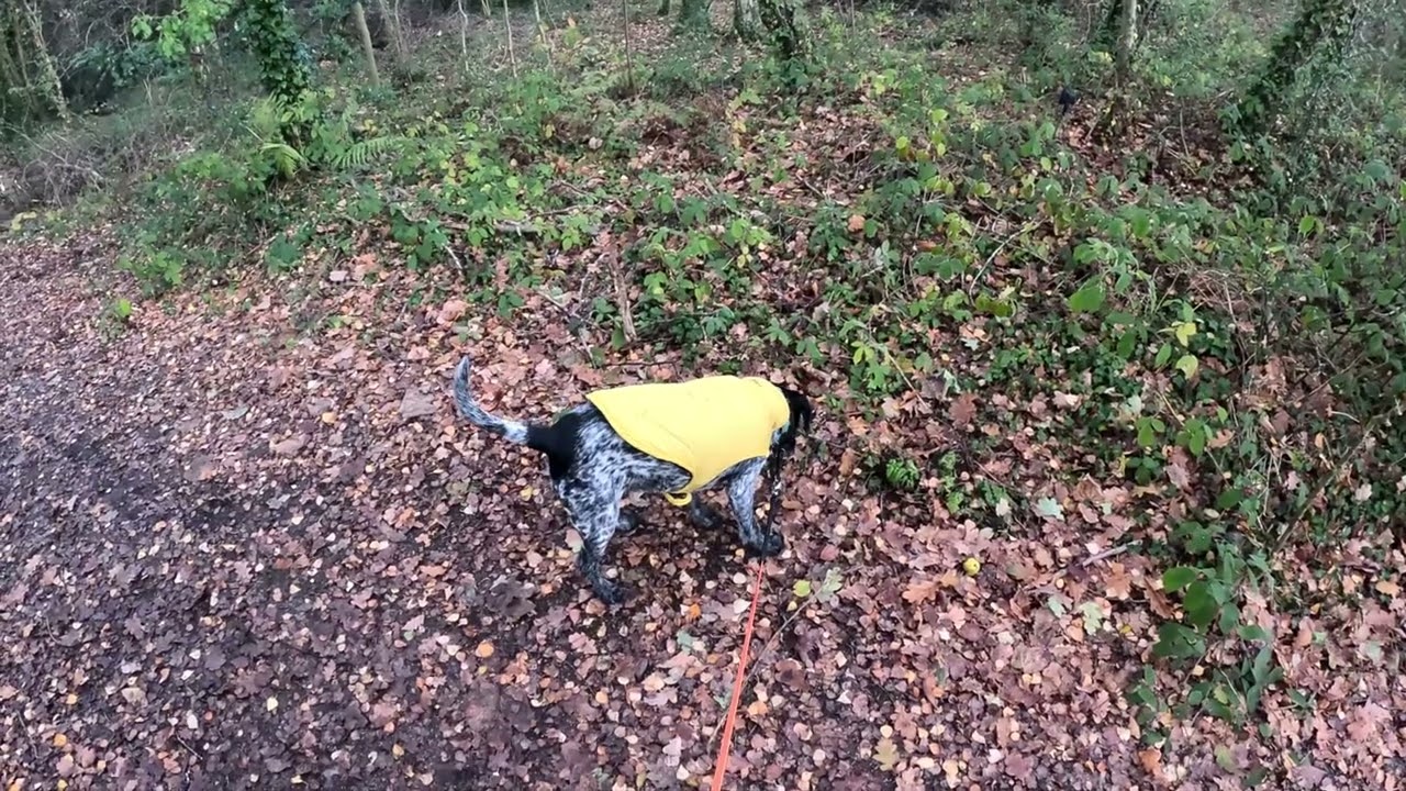 Walkies with Merlin - 27/11/25 - Morning Dog Walk
