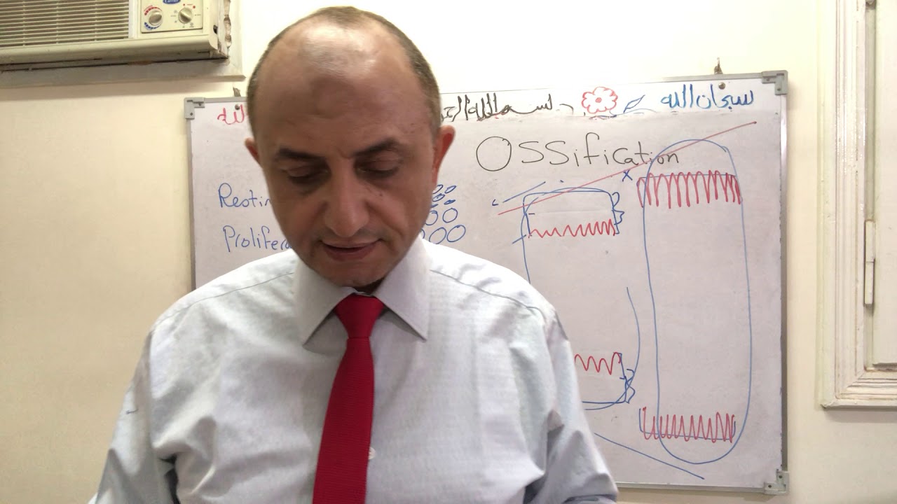 Bone ossification part 2