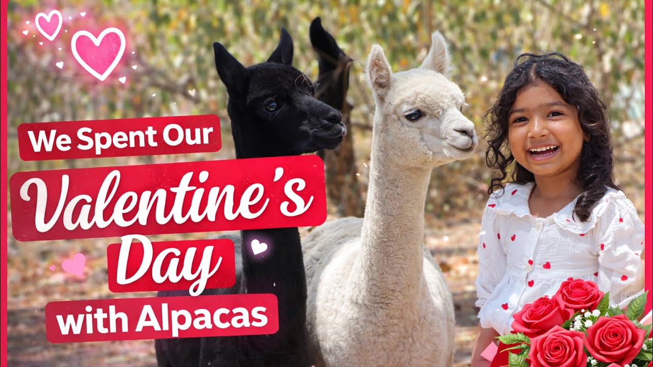 Valentine’s Day at the Alpaca farm. Softfoot farm Adelaide
