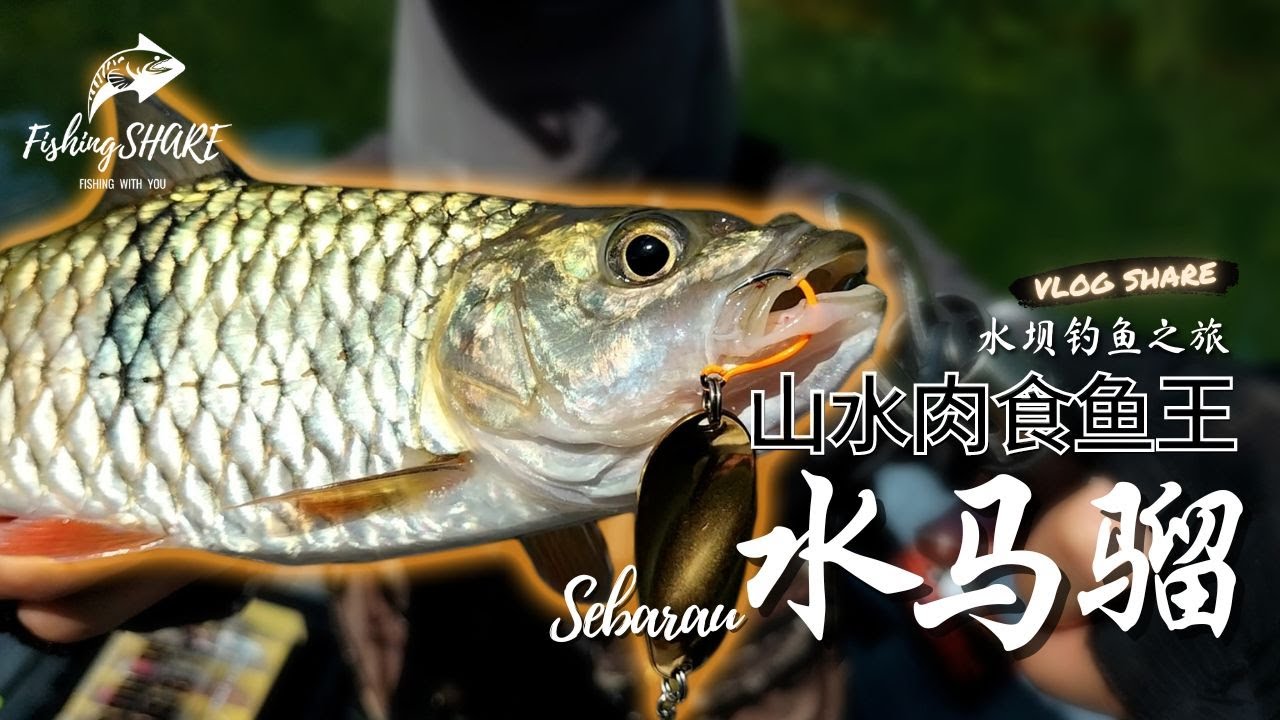 【FishingShare】山水肉食鱼王水马骝！|TASIK GUBIR/BERIS水坝钓鱼之旅|KING OF MOUNTAIN RIVER SEBARAU