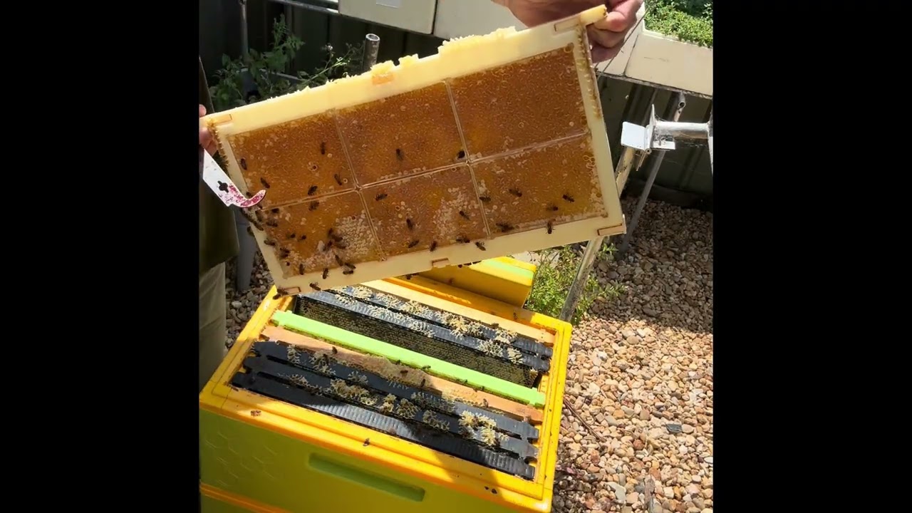 Honey comb cassettes ￼
