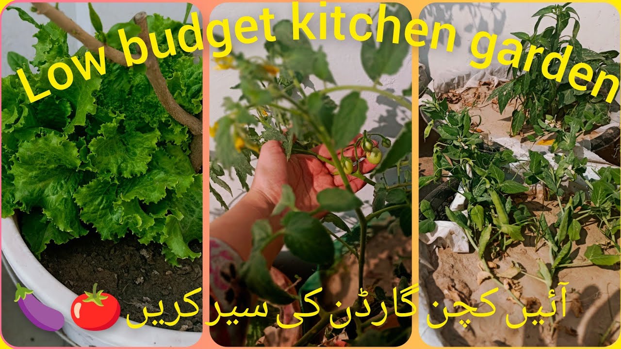 Low Budget Kitchen Garden | Growing Tomatoes in Pots & Baskets🍅| میرا کچن گارڈن |Life with Tanzeela 